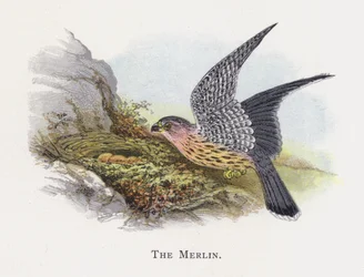 The Merlin